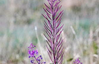 Schwarzwaldblick - Foto 39