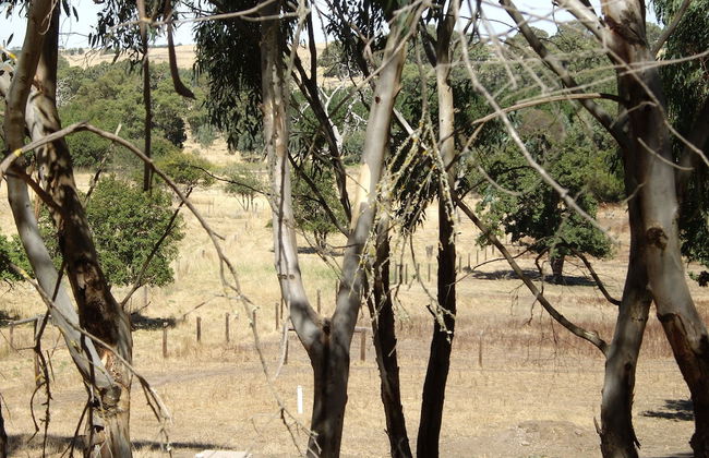 1860 Wine Country Cottages - Photo 19