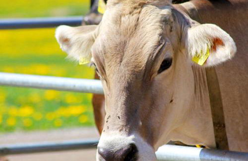 Ferienhof Kleber Bauernhof - mit KönigsCard - Foto 30