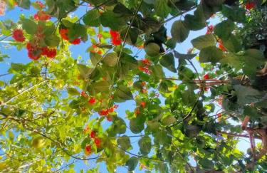 Cerca de la playa, con bodega, terraza y jardin Camino Portugués - Foto 25