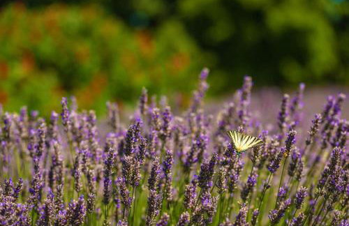 Villa Branko Istria - Foto 11