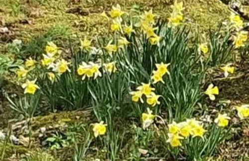 Villa 3 chambres à Saint-Cirgues-de-Malbert avec piscine - Foto 47