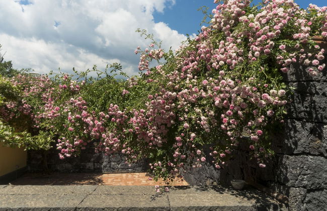 Viola nel Parco - Foto 29