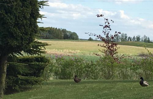 Haus Masur - Photo 43