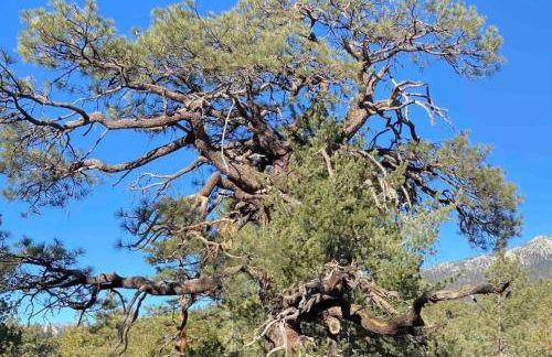 Blissfully Wild -with Hot Tub and pets are welcome - Foto 7