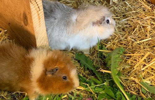 Panoramahof Ferienwohnung - Foto 30