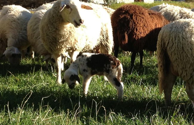 Agriturismo Le Reve - Foto 25