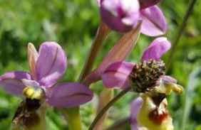 Casa MARESOLE - Foto 48