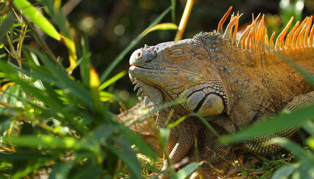 Iguana in the refuge