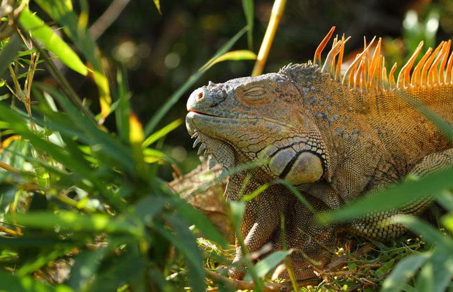 Excursão a Caño Negro - Foto 5