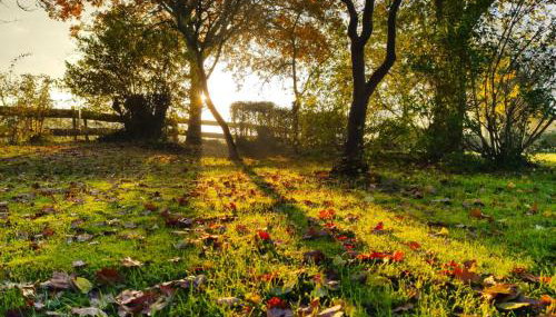 Ferienvermietung Meerlandliebe - Foto 5, Garden