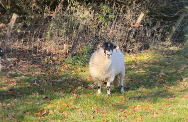 Grange Cottage - Foto 35