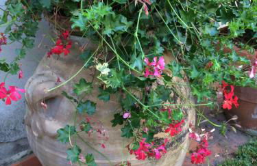 Il Glicine - Foto 25