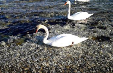 Apartment Tičić - Foto 14