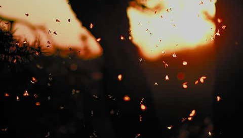 Tirolina en la presa de Umécuaro + Avistamiento de luciérnagas - Foto 2, Luciérnagas