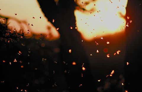 Tirolina en la presa de Umécuaro + Avistamiento de luciérnagas - Foto 2