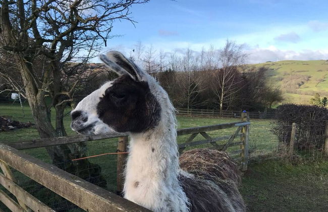 Y Twlc Mochyn - Ecofriendly - Farm Animals - Foto 19