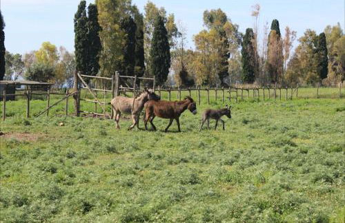 Podere Del Gesso - Foto 4
