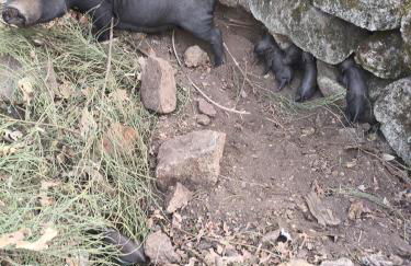 Tapada das Carvalhas - Foto 14