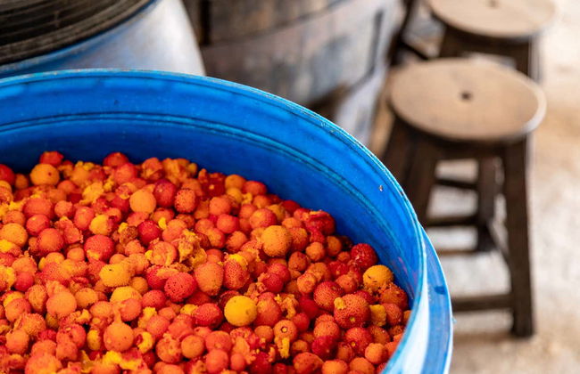 Algarve 4x4 Day Trip - Photo 6