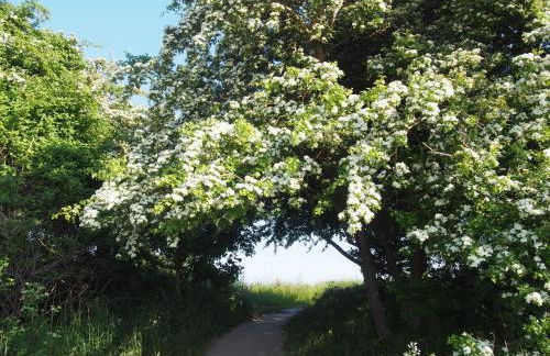 Emilias Hüs, Reethaus in der Bucht von Wismar - Photo 29