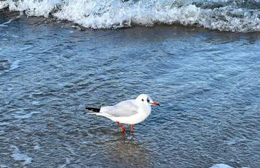 Double Rest Agat - Foto 18