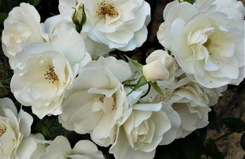 Fattoria Agriturismo Nerbona - Foto 26