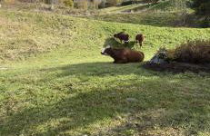 Appartement Les Menuires - 4 personnes à 20 m des pistes - Foto 27