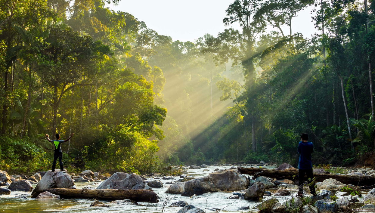 Excursion dans la jungle Taman Negara