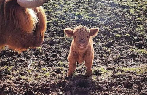 Nᴼ 21 Beautiful Cosy Modern Traditional Cottage - Photo 47