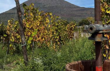 Vigna delle Rose - Foto 54