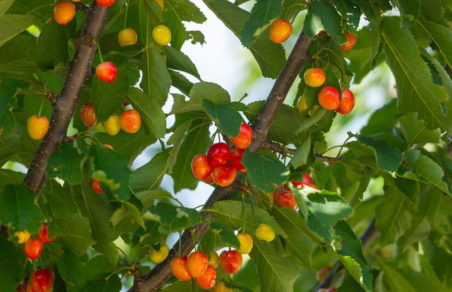 Villa Škavre - Foto 30