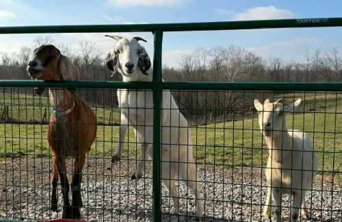 Cozy Cottage on 250 Acre Dairy Farm Near Ark - Foto 51