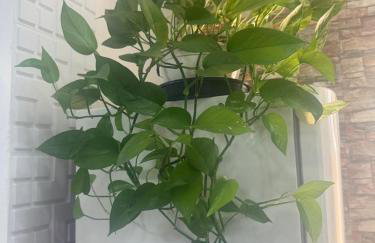 Conforto e Localização Cataratas - Aduanas - Foto 66