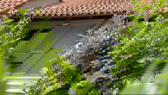 Olga's Sea & Garden View Studios, 400m from Ipsos Beach - Foto 2, Imagen principal