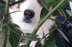 Chez Dom & Albert - Foto 10