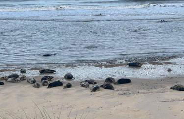 Gardeners Cottage near the Norfolk Coast - Foto 12