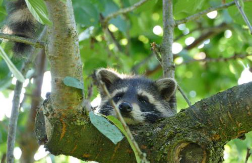 Das kleine, gemütliche Ferienhaus - Foto 34