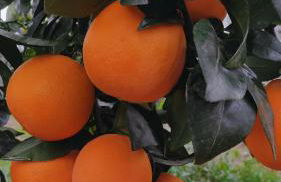 Angelo's Country House - Foto 36