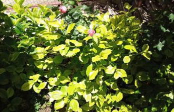 Ορεινος Παραδεισος - Photo 27