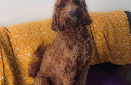 Seaglass Cottage - Redcar - Foto 11