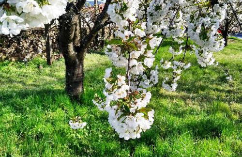 A Tintureira - Photo 25