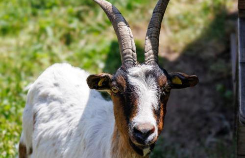 Hinterhauensteinhof - Photo 17