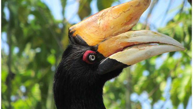 Borneo Private Cruise + Orangutan Watching - Foto 5