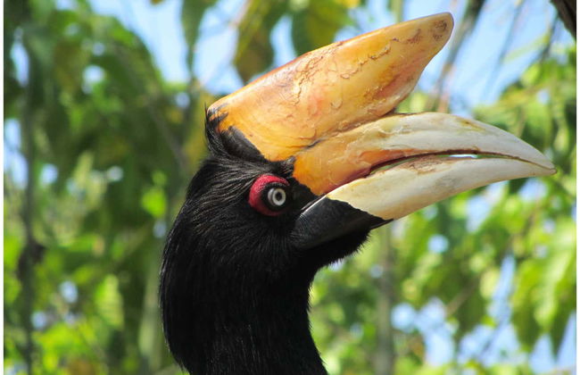 Crucero privado por Borneo con avistamiento de orangutanes en barco superior - Foto 5