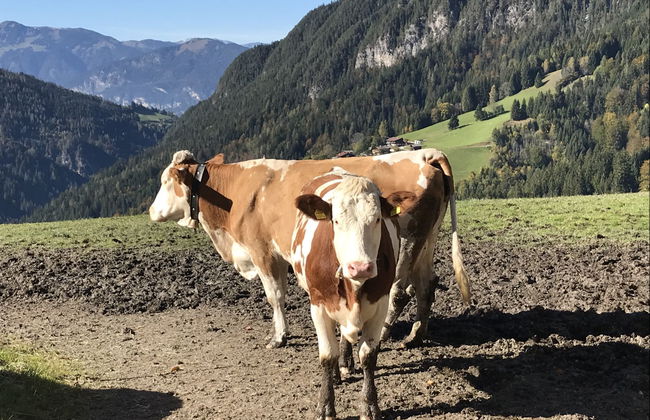 Feldkasten - Foto 33