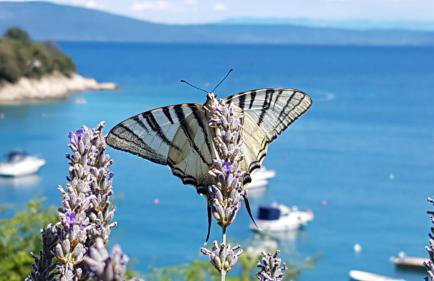 Villa Anna - Foto 18