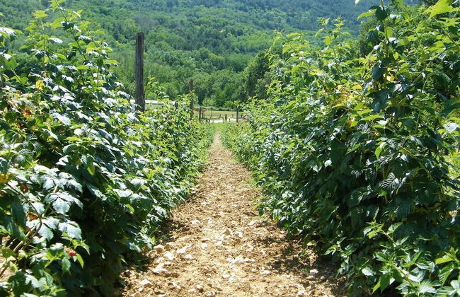 Fattoria Antica Forconia - Photo 21