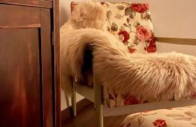 House Forest with HOT TUB - Foto 28