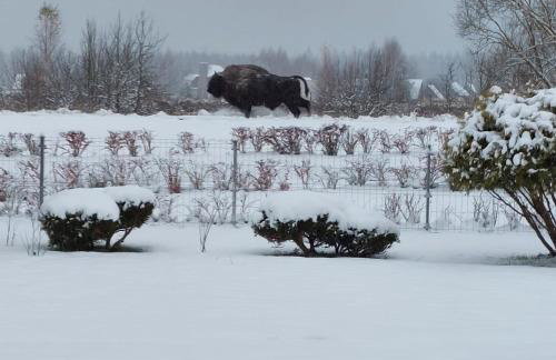 Apartamenty Pod Magnolią - Foto 8